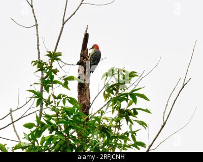 Uccello picchiaduro con il becco rosso appollaiato in cima al ramo di Dead Tree in una giornata nuvolosa Foto Stock