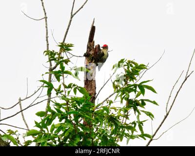 Uccello picchiaduro con il becco rosso appollaiato in cima al ramo di Dead Tree in una giornata nuvolosa Foto Stock