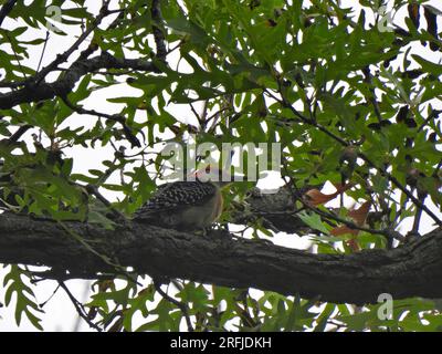 Uccello picchiaduro con il becco rosso su un ramo di alberi in un giorno d'estate Foto Stock