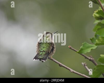 Hummingbird con gola di rubino isolato su gambo di Bush che fluiscono le piume verdi iridescenti Sul retro rivolto verso l'alto con sfondo verde sfocato Foto Stock