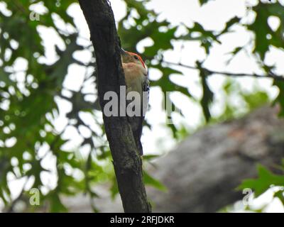 Uccello picchiaduro con il becco rosso su un ramo di alberi in un giorno d'estate Foto Stock