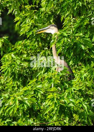 Uccello Blue Heron in un albero con bocca aperta in un giorno d'estate Foto Stock