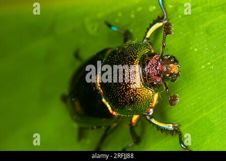 Golden Stag Beetle, Lamprima aurata, Malanda, Australia. Foto Stock