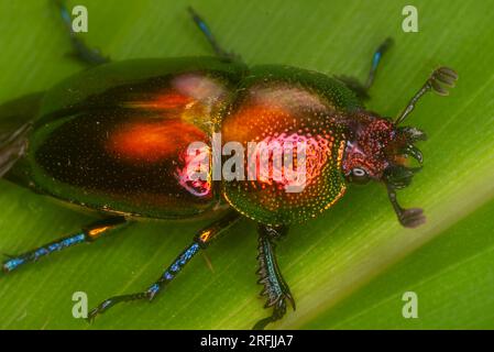 Golden Stag Beetle, Lamprima aurata, Malanda, Australia. Foto Stock