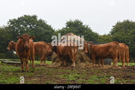 due capre guernsey d'oro Foto Stock