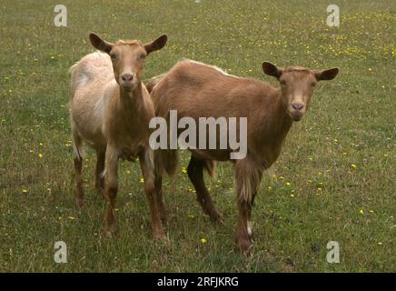 due capre guernsey d'oro Foto Stock