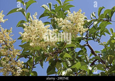 Infiorescenze e foglie di pianta privet a foglia larga, Ligustrum lucidum; Oleaceae Foto Stock