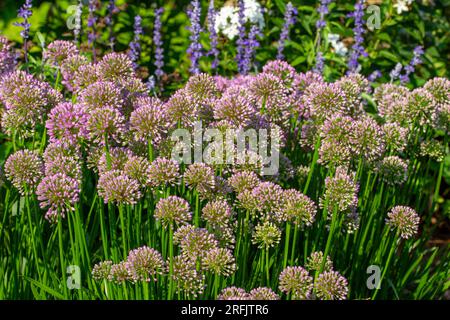 Struttura full frame vista di sfondo dei bellissimi fiori di allium, in fiore in un giardino soleggiato Foto Stock