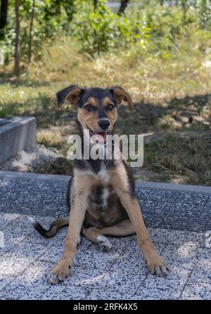 Cane randagio sorridente seduto in un parco pubblico a Chisinau in una calda giornata estiva Foto Stock