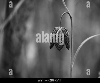 Serpenti testa fritillary fiore Foto Stock