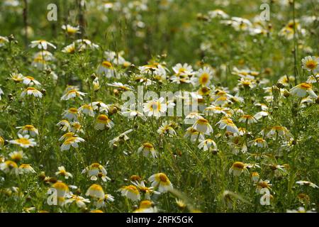 Glebionis coronaria, precedentemente chiamato Chrysanthemum coronarium, è originario della regione mediterranea Foto Stock