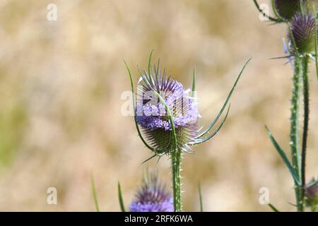 Gewächse in Feld und Flur Foto Stock