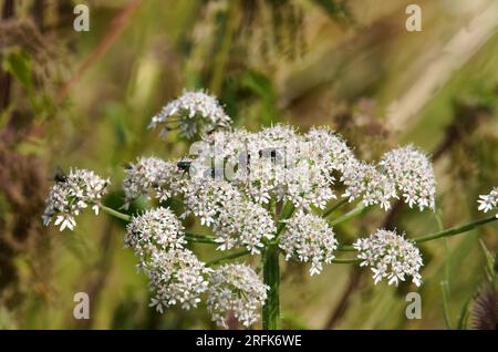 Gewächse in Feld und Flur Foto Stock