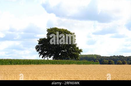 Gewächse in Feld und Flur Foto Stock