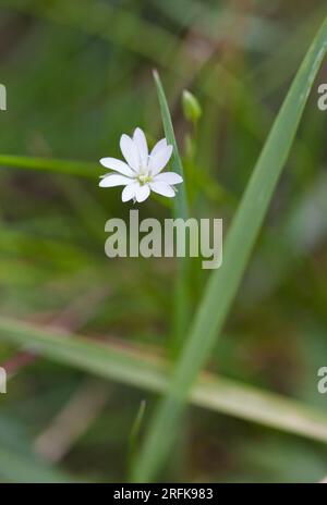 STELLARIA GRAMINEA Starwort comune Foto Stock