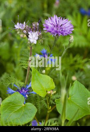 Phacelia tanacetifolia e Cyanus Segetum Foto Stock