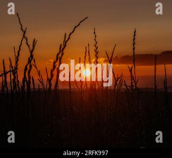 Tramonto tra i campi di grano Foto Stock