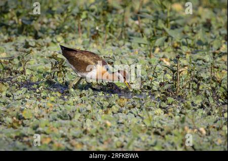 Jacana juvenile.bronze-winged jacana con ali di bronzo è un wader della famiglia Jacanidae. Si trova in tutto il Sud e Sud-Est asiatico Foto Stock
