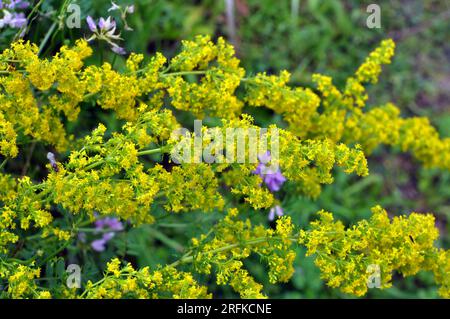 Galium verum cresce tra le erbe in natura Foto Stock