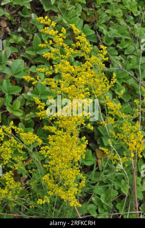 Galium verum cresce tra le erbe in natura Foto Stock