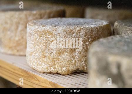 The Gourmet Artisanal Cheese Journey Foto Stock