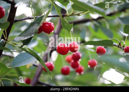 Nel frutteto su un ramo d'albero maturano i frutti di ciliegia Foto Stock