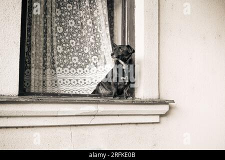 Un piccolo cane nero si siede su una finestra della vecchia casa. Foto rétro Foto Stock