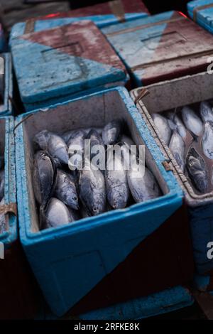 Pesce pescato, pesce in container, Bali, Jimbaran. Foto Stock