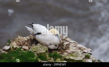 Gannets sulle scogliere di Bempton, riserva naturale RSPB. Foto Stock