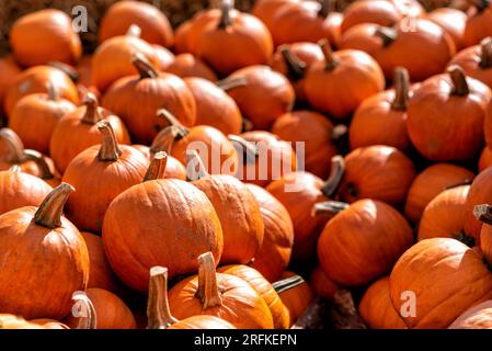 Varie zucche in autunno a Spreewald in Germania Foto Stock