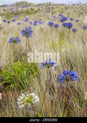 Agapanthus Umbellatus, Lilly of the Nile, Growing on Sand Dunes, nr Corn Near Road, Tresco, Isles of Scilly, Cornovaglia, Inghilterra, REGNO UNITO, REGNO UNITO. Foto Stock