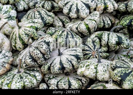 Varie zucche in autunno a Spreewald in Germania Foto Stock