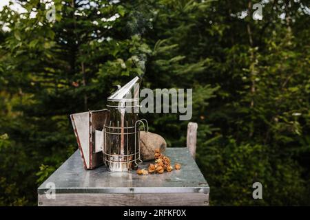 accessori dell'apicoltore e molte celle reali Foto Stock