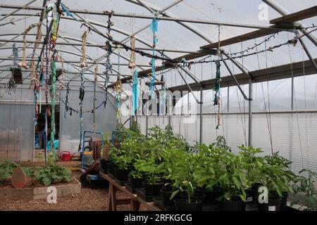 Community Garden & Green Spaces: Lo Story Garden occupa un acro di terreno coltivato nel centro di Londra, dove i residenti coltivano frutta e verdura. Foto Stock