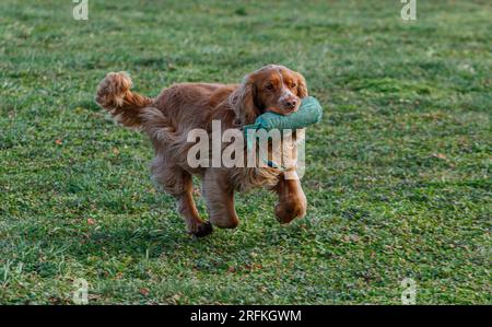 Sessione di allenamento di Springer e Cocker Spaniels per cani da pistola esercitando scoraggiamenti. Gli spaniel stavano correndo, saltando recinzioni e volando sopra e arou Foto Stock