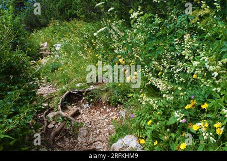 Prato accanto a un sentiero con caristle giallo melanconico (Cirsium erisithales) e fiori della vescica campion (Silene vulgaris) sulla strada per il monte Sneznik Foto Stock