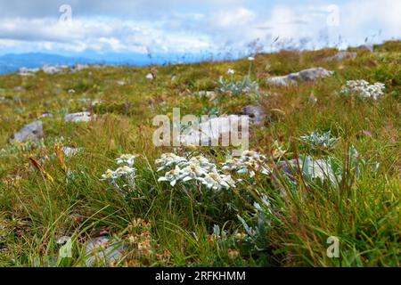 Gruppo di fiori di stella alpina (Leontopodium nivale) in fuoco selettivo su un prato in cima al monte Sneznik Foto Stock