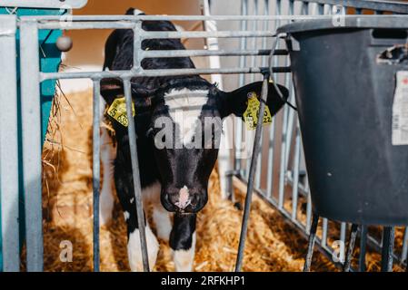 Piccolo vitello con le etichette gialle in piedi in gabbia in fienile di bestiame soleggiato in fattoria in campagna guardando la macchina fotografica. Allevamento di bestiame bovino, prendersi cura di Foto Stock