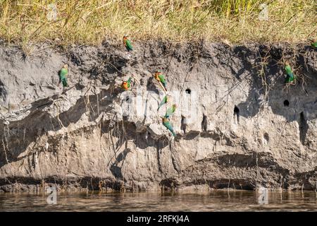 Mangiatori di api che nidificano in una riva del fiume. Molti uccelli siedono fuori dalle loro tane. Caprivi Strip, Bwabwata National Park, Namibia, Africa Foto Stock