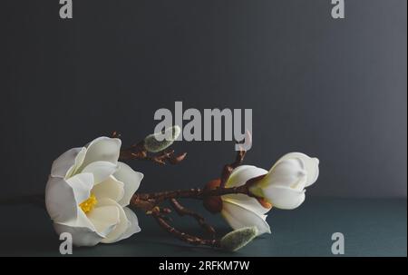 Natura morta minima con ramo di magnolia bianca su sfondo scuro. Biglietto d'auguri floreale per le feste. Concetto di natura alla moda. Foto Stock
