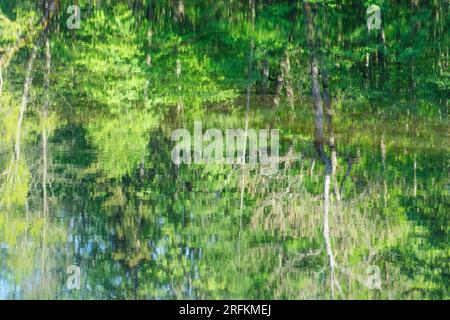 Meraviglioso paesaggio in tarda primavera o inizio estate con bellissime foglie verdi di vari alberi illuminati dal sole e riflessi nell'acqua Foto Stock