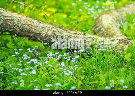 Splendido fondo forestale o parco con erba verde, piccoli fiori primaverili bianchi e gialli e tronco caduto coperto dal muschio Foto Stock