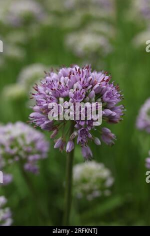 Allium senescens, comunemente chiamata pianta di fioritura dell'erba cipollina invecchiata nel giardino estivo Foto Stock