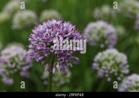 Allium senescens, comunemente chiamata pianta di fioritura dell'erba cipollina invecchiata nel giardino estivo Foto Stock