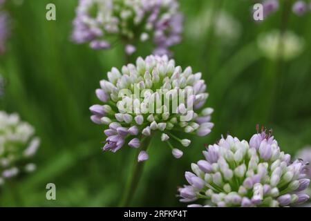 Allium senescens, comunemente chiamata pianta di fioritura dell'erba cipollina invecchiata nel giardino estivo Foto Stock