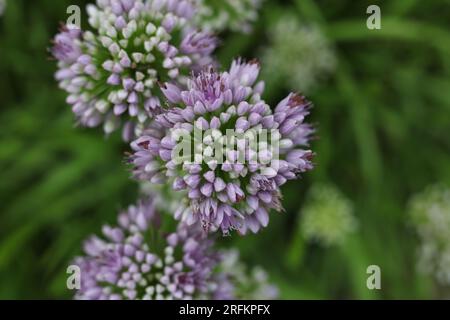 Allium senescens, comunemente chiamata pianta di fioritura dell'erba cipollina invecchiata nel giardino estivo Foto Stock