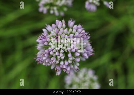 Allium senescens, comunemente chiamata pianta di fioritura dell'erba cipollina invecchiata nel giardino estivo Foto Stock