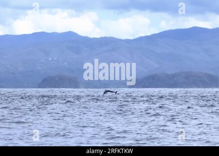 Felice delfino selvatico pantropicale macchiato, Stenella attenuata, salta libero vicino a una barca di avvistamento delle balene nel mezzo della costa del Pacifico, Costa Rica Foto Stock