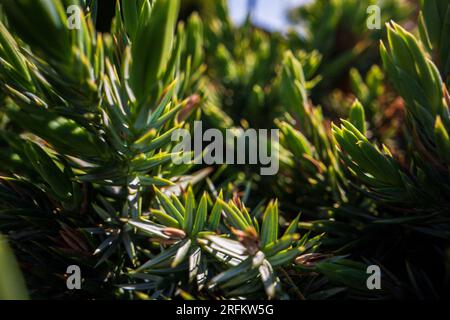 Rami spinosi di ginepro da vicino. Albero d'India. Sfondo verde naturale. Trama degli aghi di ginepro. Striscione con spazio per la copia Foto Stock