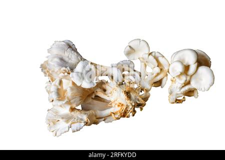 Fungo di ostrica bianca appena sgusciato, noto anche come fungo di ostrica perlata, un comune fungo commestibile. Foto Stock
